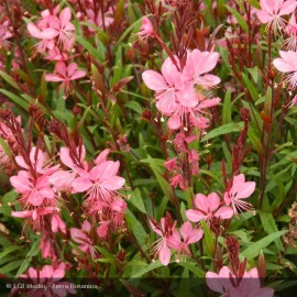 GAURA lindheimeri Siskiyou Pink