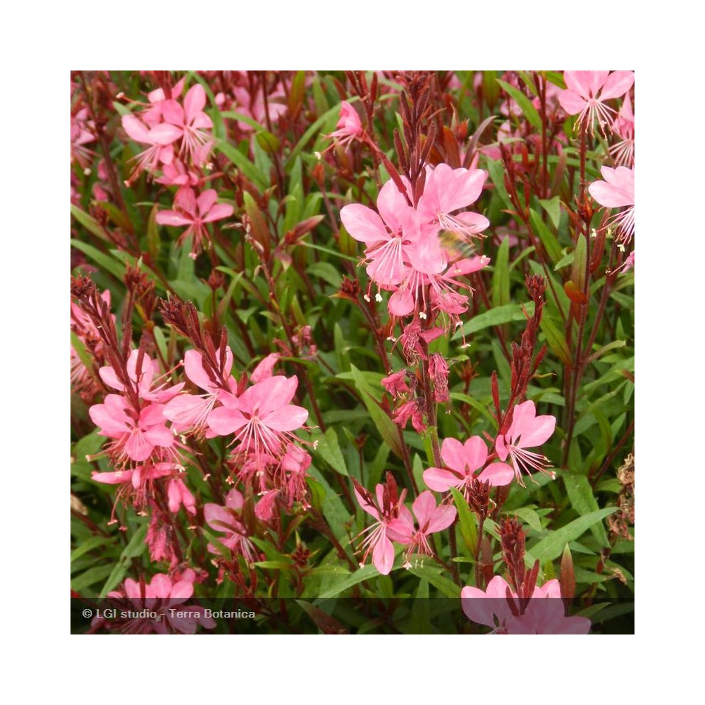 GAURA lindheimeri Siskiyou Pink