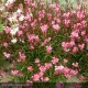 GAURA lindheimeri Siskiyou Pink