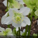 HELLEBORUS niger