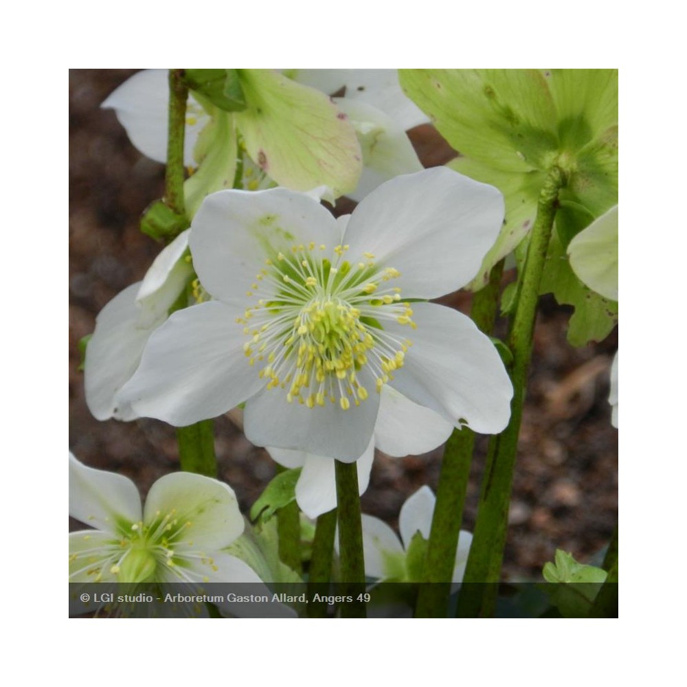 HELLEBORUS niger