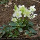 HELLEBORUS niger