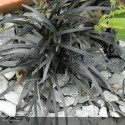 OPHIOPOGON planiscapus Nigrescens