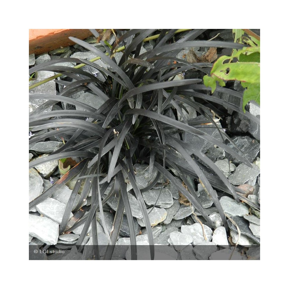 OPHIOPOGON planiscapus Nigrescens