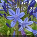 AGAPANTHUS africanus Bleue