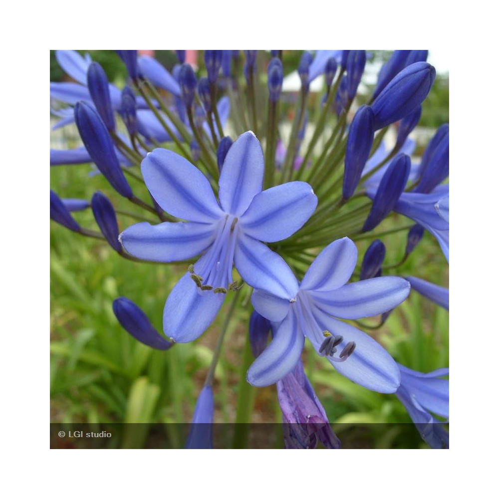 AGAPANTHUS africanus Bleue