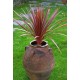 DRACAENA calocoma (australis) Red Star