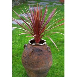 DRACAENA calocoma (australis) Red Star