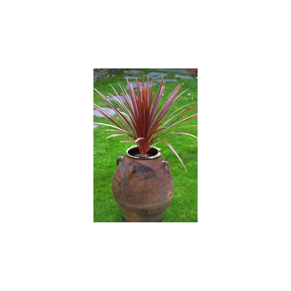 DRACAENA calocoma (australis) Red Star