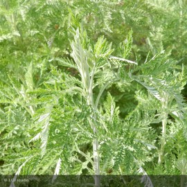 ARTEMISIA arborescens Powis Castle