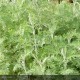 ARTEMISIA arborescens Powis Castle