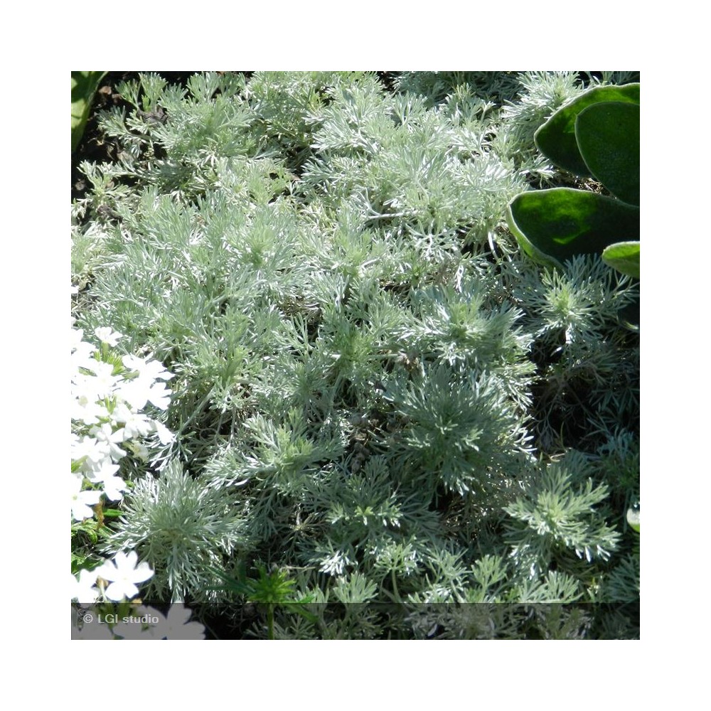 ARTEMISIA schmidtiana Nana