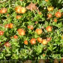 DELOSPERMA Wow Orange Wonder