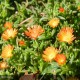 DELOSPERMA Wow Orange Wonder