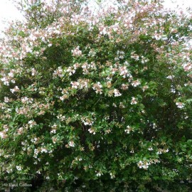 ABELIA grandiflora