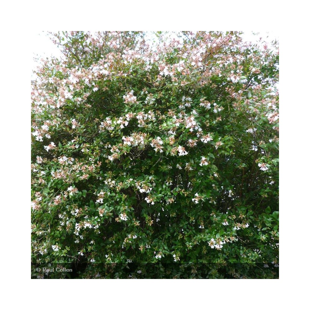 ABELIA grandiflora
