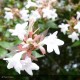 ABELIA grandiflora