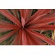 DRACAENA calocoma (australis) Red Star