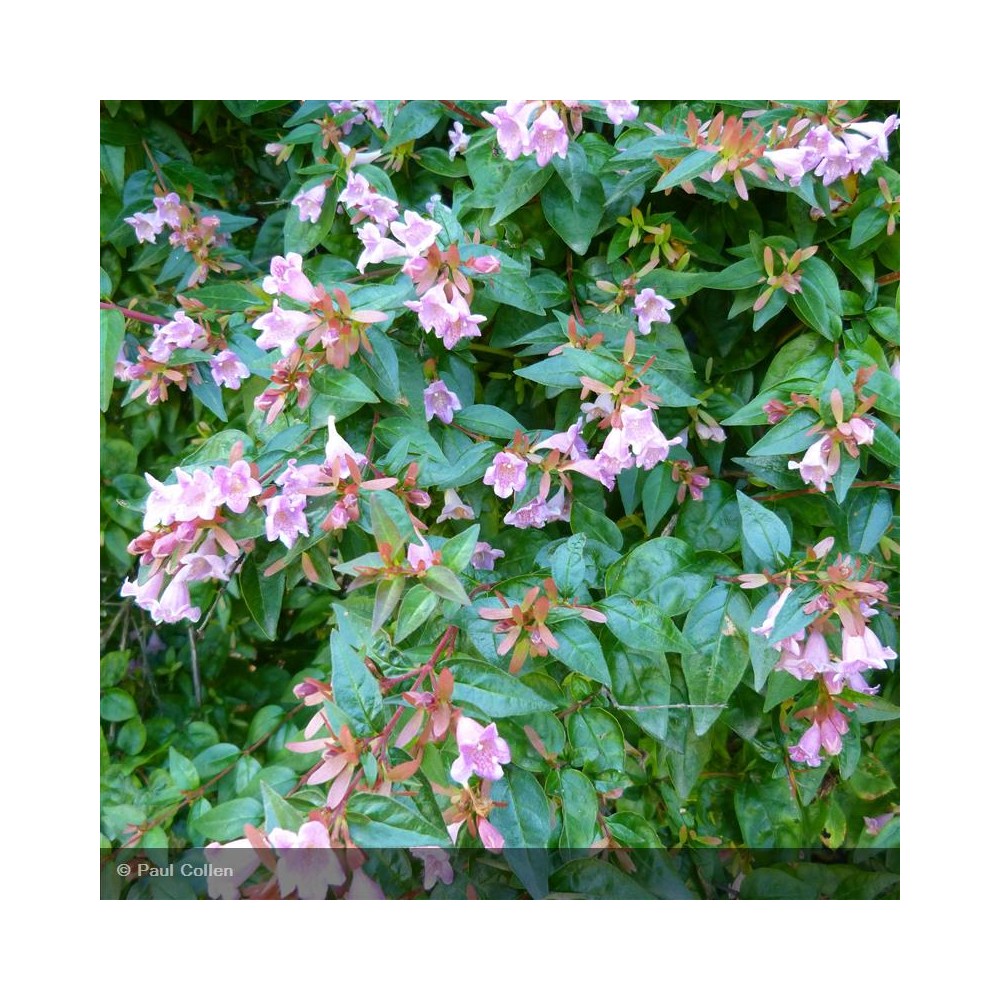 ABELIA x Edward Goucher