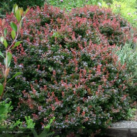 BERBERIS thunbergii Atropurpurea