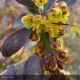 BERBERIS x ottawensis Auricoma