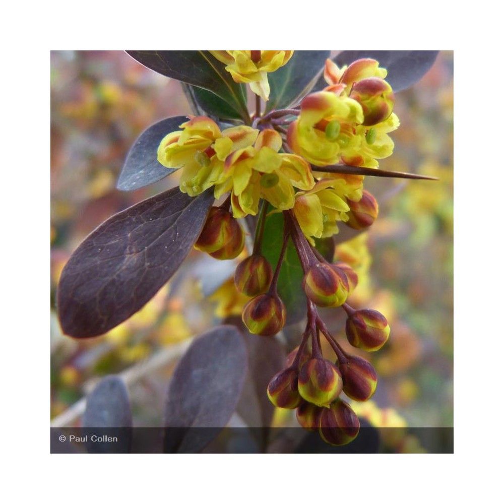 BERBERIS x ottawensis Auricoma