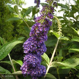 BUDDLEIA davidii Empire Blue