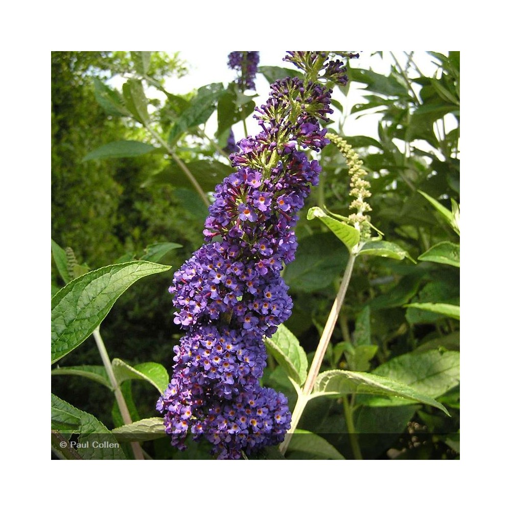 BUDDLEIA davidii Empire Blue