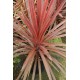 DRACAENA calocoma (australis) Red Star