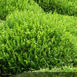 BUXUS sempervirens Faulkner