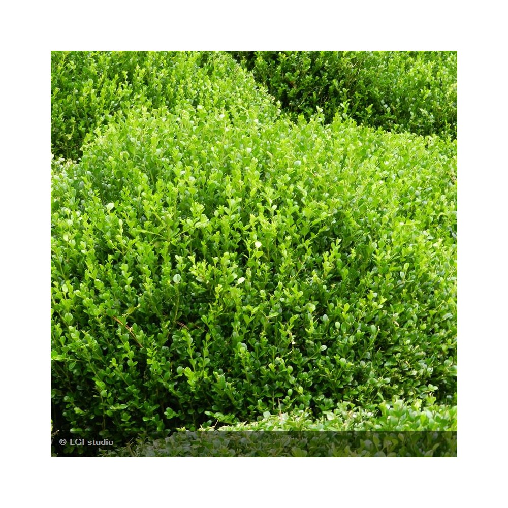 BUXUS sempervirens Faulkner