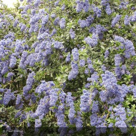 CEANOTHUS foliosus Italian Skies