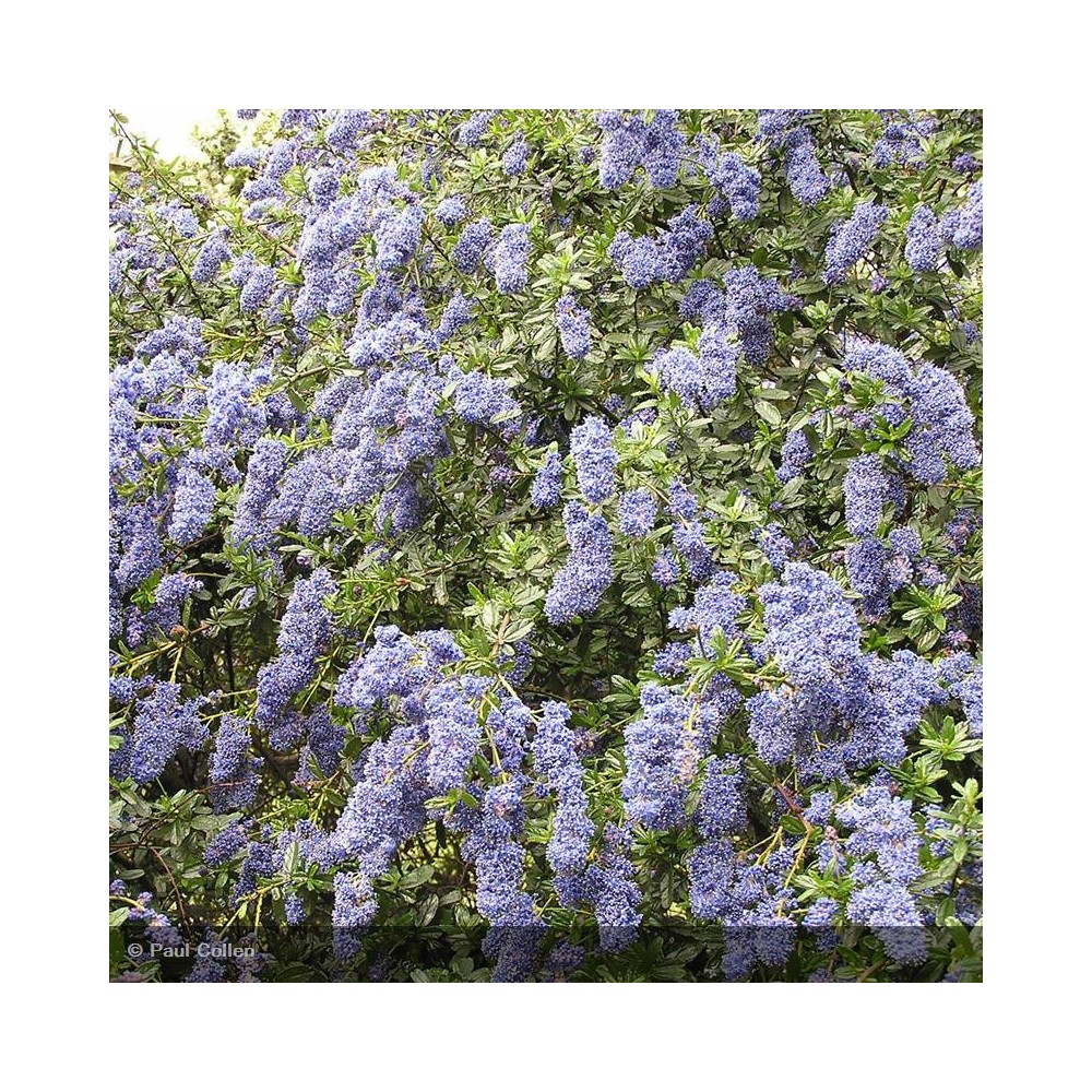 CEANOTHUS foliosus Italian Skies