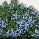 CEANOTHUS thyrsiflorus Repens