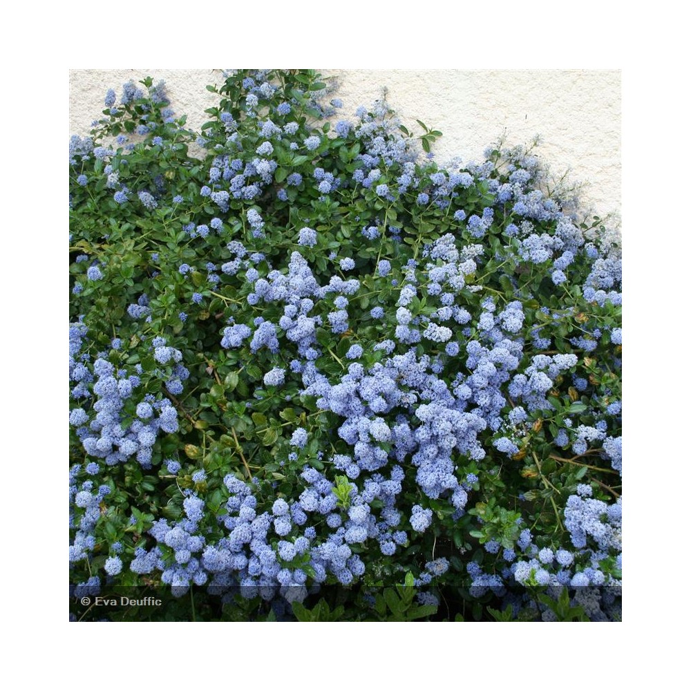 CEANOTHUS thyrsiflorus Repens