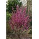 CERCIS chinensis Avondale