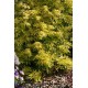 CHOISYA ternata Goldfingers®