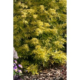 CHOISYA ternata Goldfingers®