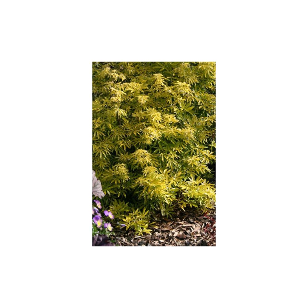 CHOISYA ternata Goldfingers®