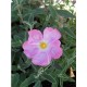 CISTUS Silver Pink