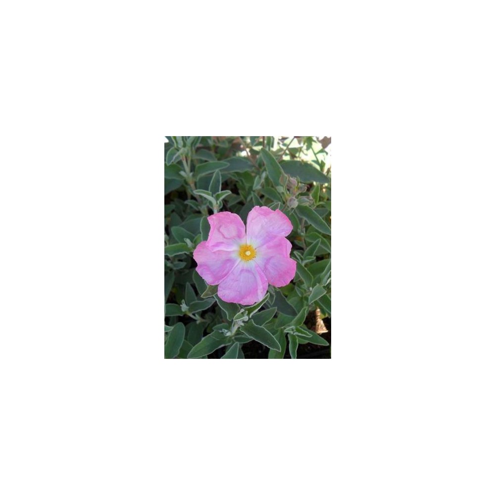 CISTUS Silver Pink