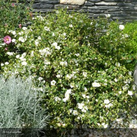 CISTUS x corbariensis