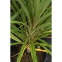 DRACAENA indivisa