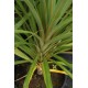 DRACAENA indivisa