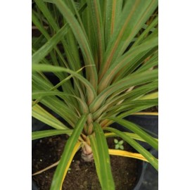 DRACAENA indivisa