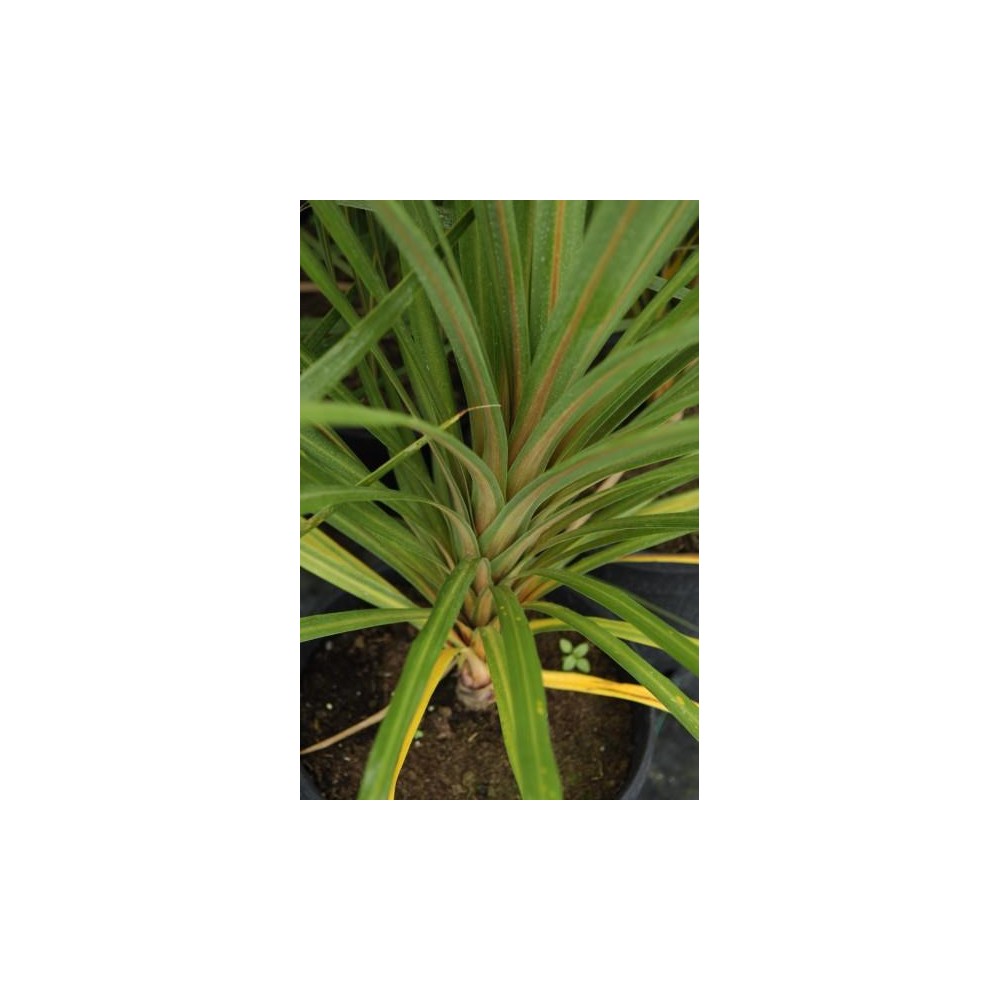 DRACAENA indivisa