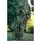 DRACAENA indivisa