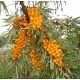 HIPPOPHAE rhamnoides