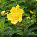 HYPERICUM patulum Hidcote