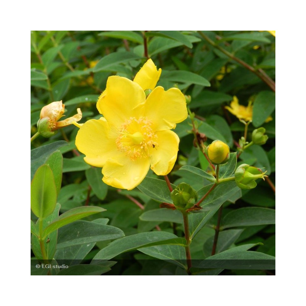 HYPERICUM patulum Hidcote